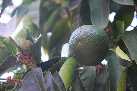 树上新鲜绿橙子柠檬果汁气候热带食物蓝色农业生长植物收成图片