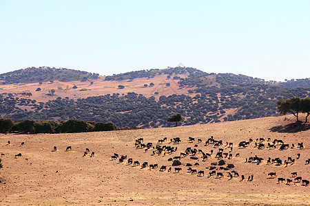 西班牙的公牛农场牧场哺乳动物场地蓝色国家农村天空畜栏动物农业图片