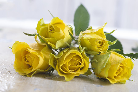 黄玫瑰筒仓标本园艺柔软度玫瑰花瓣黄色背景图片