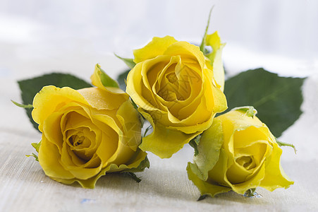 黄玫瑰玫瑰园艺植物学花瓣标本柔软度黄色背景图片