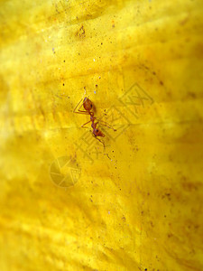 一只红蚂蚁爬在黄叶上背景图片