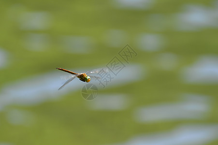 飞龙特写 在水面上飞翔池塘飞机生物学荒野昆虫天空宏观缩影野生动物飞行图片
