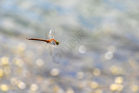 飞龙特写 在水面上飞翔翅膀天空宏观昆虫野生动物蜻蜓荒野风景速度飞机图片