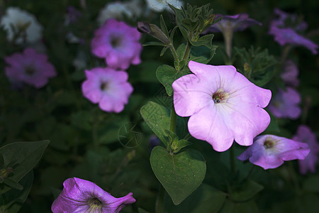 装饰花花园公园环境植物群花店紫花美丽季节紫色粉色花园图片