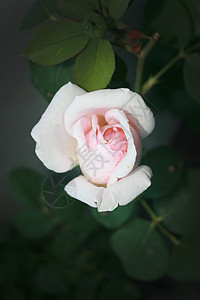 花园装饰花  一朵玫瑰图片