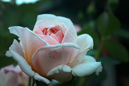 装饰花花园公园季节植物花园花店粉色植物群环境美丽玫瑰图片