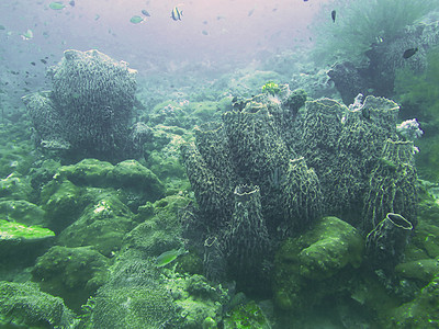 特写泰国安达曼北部的珊瑚生物学环境海景海洋热带潜水风景生活扇子图片