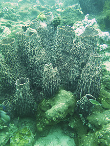 特写泰国安达曼北部的珊瑚生活海洋扇子海景生物学环境热带潜水风景图片