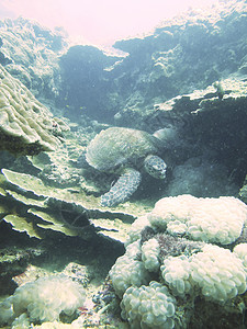 特写泰国北安达曼的海龟红色珊瑚浮潜蓝色生活游泳绿色野生动物海洋热带图片