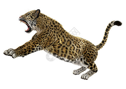 大猫美洲豹野生动物打猎濒危食肉动物猫科哺乳动物白色荒野丛林图片