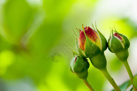 红玫瑰在分行花束园艺花园香气绿色荒野植物群衬套花瓣红色图片