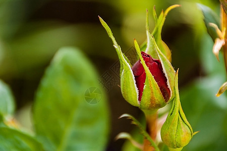 红玫瑰在分行花束花园绿色花瓣香气植物群衬套荒野树叶植物图片