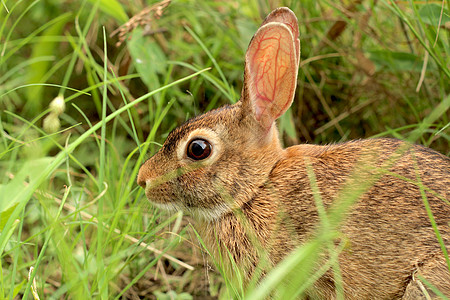 野棕兔坐在草地上     特写图片
