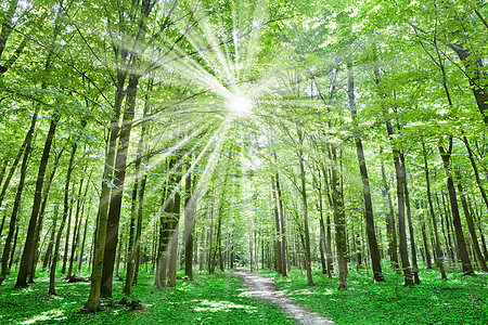 有阳光的森林生长木头绿色活力季节公园场景环境叶子植物图片