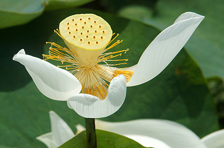 越南花朵 白莲花花荷花池叶子绿色荷花白色壁橱植物荷叶植物群池塘图片