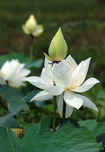 越南花朵 白莲花花花蕾壁橱叶子白色荷叶植物绿色植物群池塘荷花图片