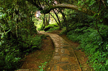 走上通往孤小溪瀑布的道路岩石衬套绿色植物树木叶子萨比荒野石头棕色图片
