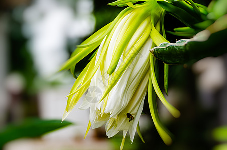 龙果花热带花园食物农场水果花粉生长区系昆虫泰语图片