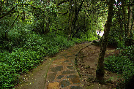 走上通往孤小溪瀑布的道路树木绿色石头萨比叶子棕色荒野植物衬套岩石图片