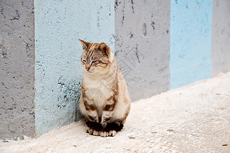 在非洲摩洛哥和背景中独一只猫图片