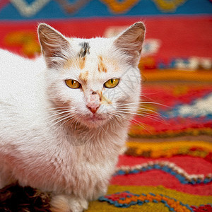 在非洲摩洛哥和甜美的脸上地毯眼睛毛皮猫咪小猫男性猫科房子动物石头图片