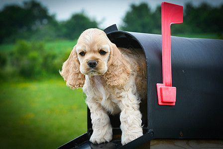 特别交付执行额送货犬类国家小狗邮资动物宠物邮箱旗帜邮件图片