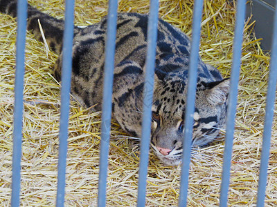 笼子里的野猫眼睛陷阱宠物毛皮猎人人道救援露天捕食者猫科图片