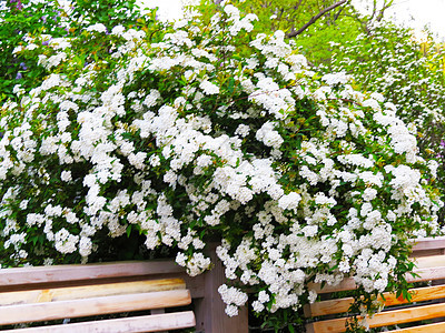 春花花园艺季节天空晴天生长背景花园脆弱性植物学植物群图片