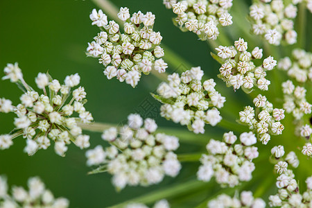 Daucus 胡萝卜 安妮女王的蕾丝植物宏观植物群杂草花园花边荒野野花白色图片