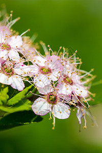 圆形鲜花的布什叶子宏观粉色植物绿色紫色花朵花瓣衬套树叶图片