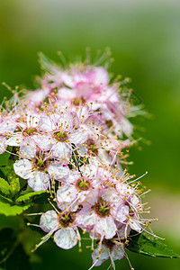 圆形鲜花的布什植物衬套宏观粉色花瓣树叶紫色绿色白色叶子图片