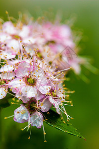 圆形鲜花的布什白色叶子树叶植物花朵宏观绿色紫色粉色衬套图片