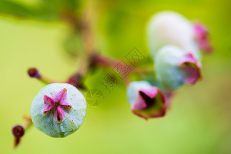 特写蓝莓叶子水果衬套树叶宏观植物群植物图片