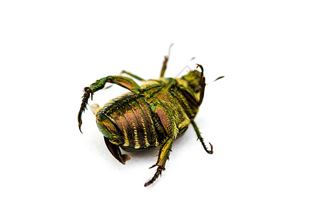日式波平亚雅普尼卡甲虫宏观侵扰骨骼凤梨白色昆虫图片