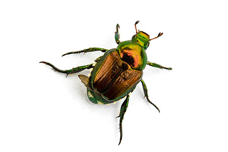 日式波平亚雅普尼卡白色甲虫昆虫骨骼宏观侵扰凤梨图片