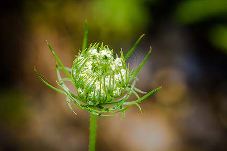 Daucus 胡萝卜 安妮女王的蕾丝花园植物杂草宏观白色花边荒野野花植物群图片