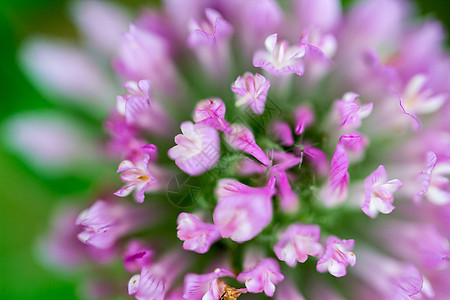 红色红结花花朵紫色叶子三叶草杂草粉色花园宏观树叶花瓣野花图片