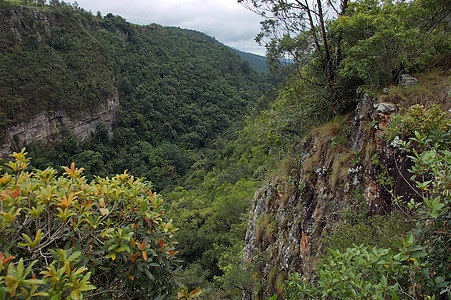 麦克马克瀑布之后的拉文悬崖树木山沟衬套游客旅行森林岩石荒野旅游图片