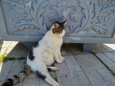 街上的猫头发胡同注意力哺乳动物猫科动物宠物荒野路面生活流浪背景图片