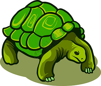加拉帕戈斯海龟快乐微笑绿色吉祥物想法动物宠物插图卡通概念图片