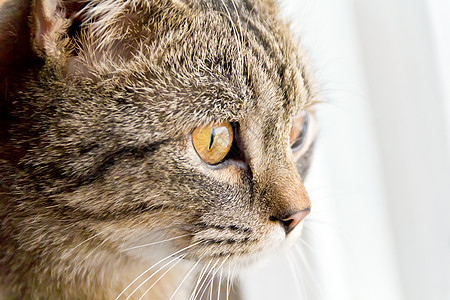 黄色眼睛的猫肖像鬓角动物哺乳动物宠物灰色胡须胡子条纹图片