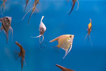水族馆鱼类热量宠物蓝色海洋生活淡水动物情调玻璃金鱼团体图片
