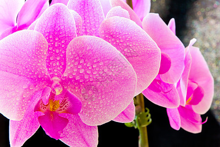 粉红色兰花异国花瓣植物植物学粉色紫色情调图片