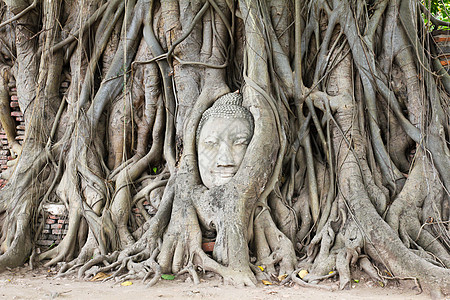 在的无花果树上 佛头长得过大雕像热带寺庙冥想文化旅游旅行图片