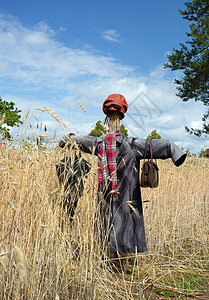 波兰小麦田的稻草人 风景图片
