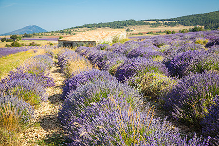 法国 普罗旺斯紫色场地乡村风景植物戏剧性农业天空香味农村背景图片