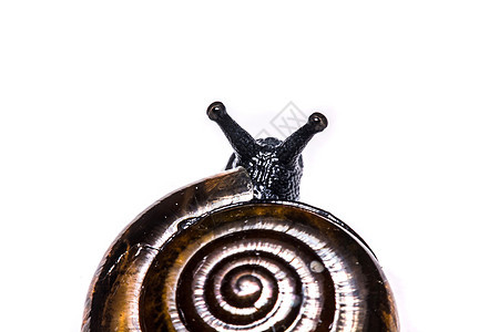 特写白色背景的蜗牛花园食物鼻涕虫棕色工作室动物天线螺旋粘液宏观图片