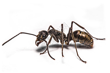 白色背景的蚂蚁缝合科学昆虫学昆虫眼睛生态动物插图样品生物学家族图片