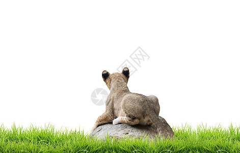 狮子宝宝坐在岩石上野生动物动物豹属哺乳动物草地荒野婴儿石头绿色公园图片
