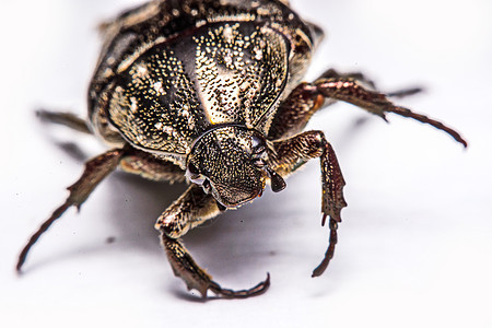 白色背景的蜜蜂黑色昆虫学动物草皮动物群动物学甲虫野生动物博物馆收藏鞘翅目图片